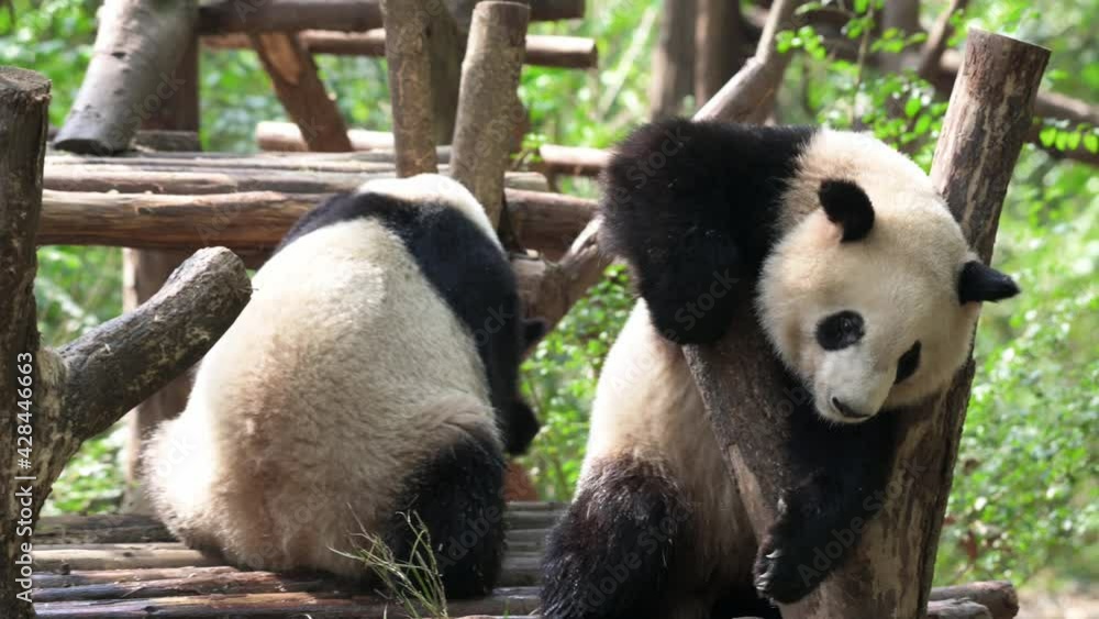 Two hilarious Giant pandas playing. One leans on wooden log another attacks and pushes animal down. Amazing awkward clumsy creatures living in the wild and spending their time together, spring time Two hilarious Giant pandas playing. One leans on wooden log another attacks and pushes animal down. Amazing awkward clumsy creatures living in the wild and spending their time together, spring time