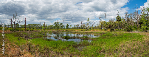 landscape of Rock Springs Run State Reserve in central Florida.