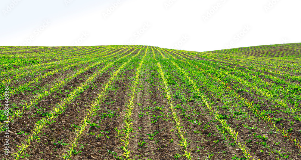 Young spring field with sprouts of corn. Nature close up background.  Winter wheats growths in fertile soil at warm autumn morning. Wheat sprouts close up. White background