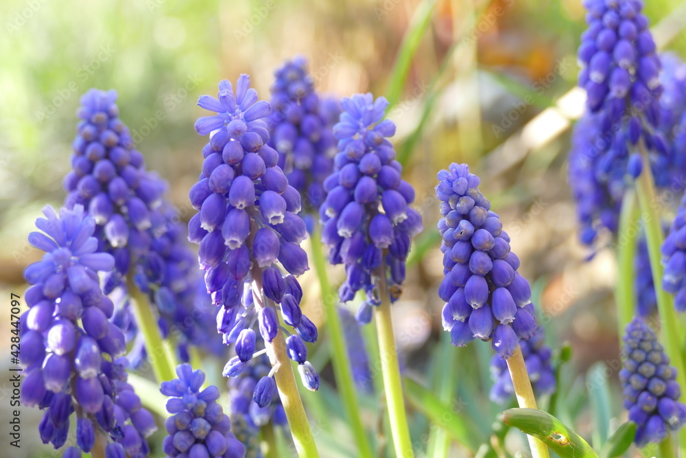 blue grape hyacinth or muscari flowers blooming at springtime blue grape hyacinth or muscari flowers blooming at springtime