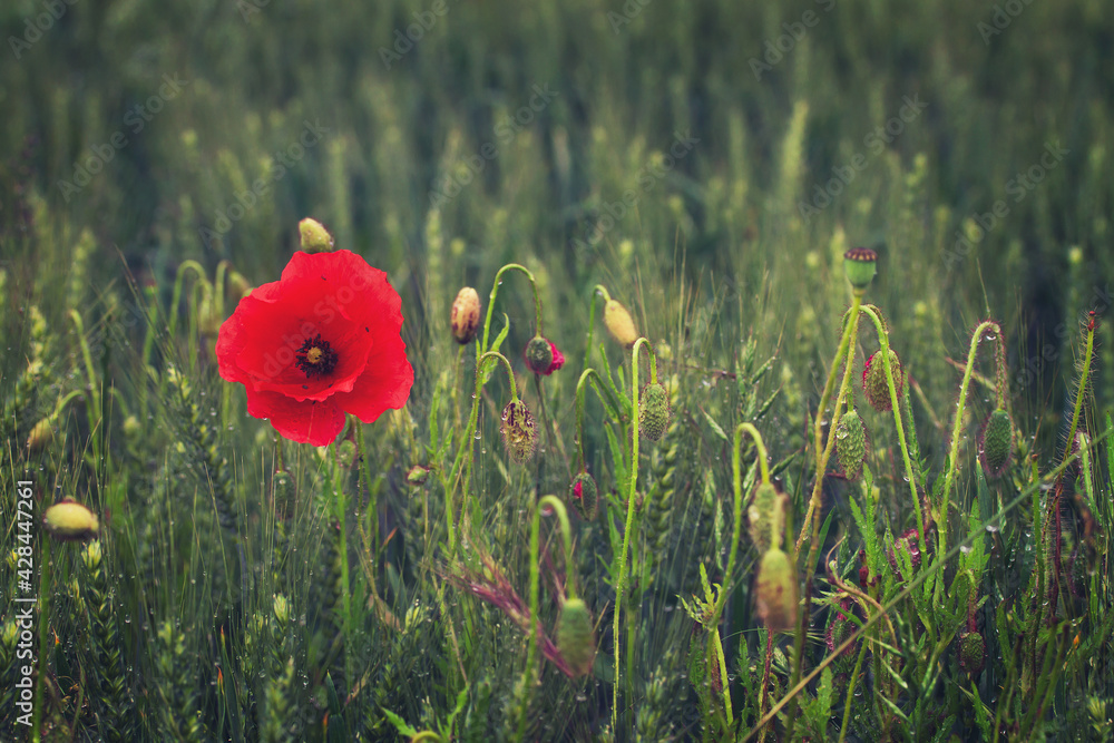 Fototapeta premium Mohnblumen im Feld 