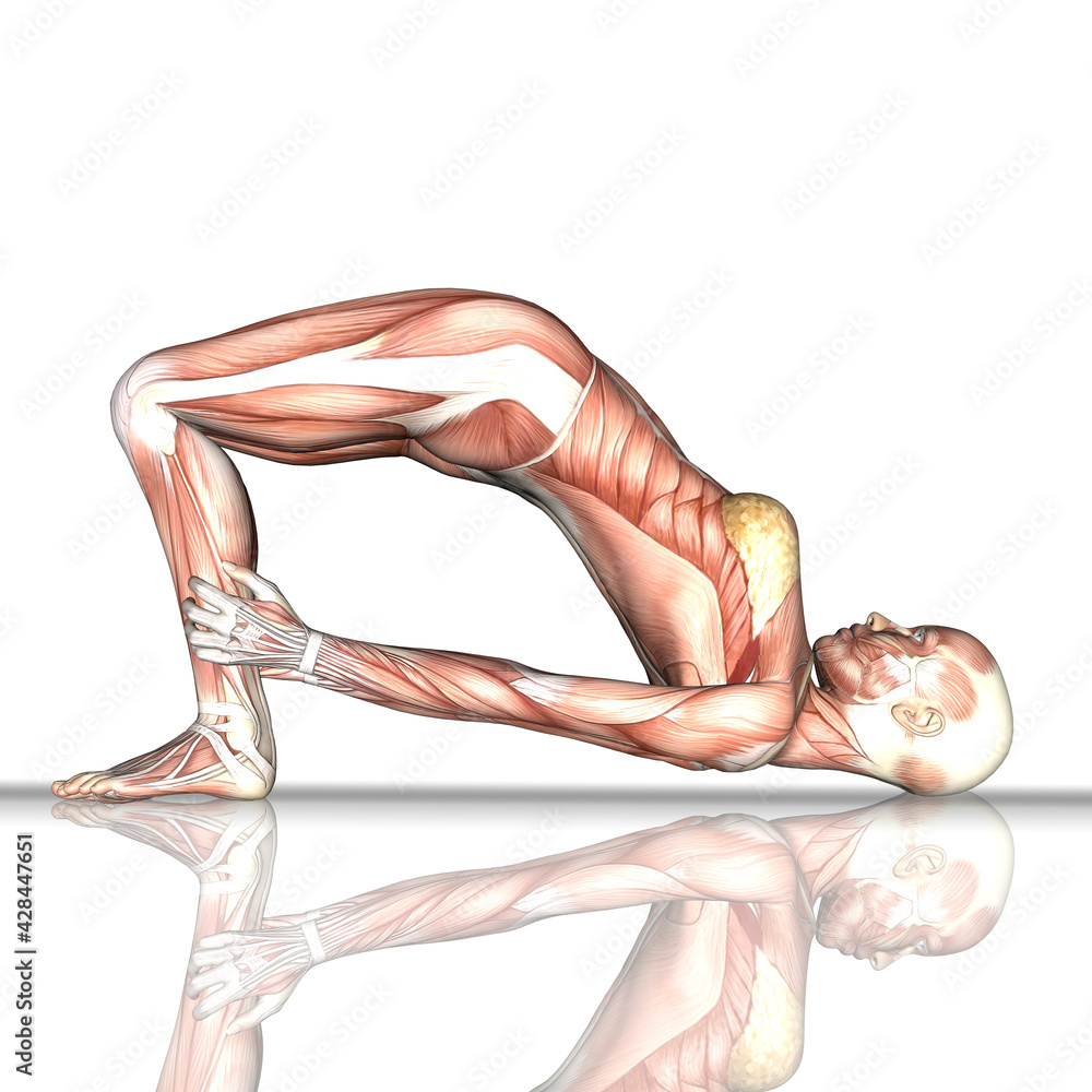 Bow Pose (Dhanurasana) | 3D Yoga Anatomy - YouTube