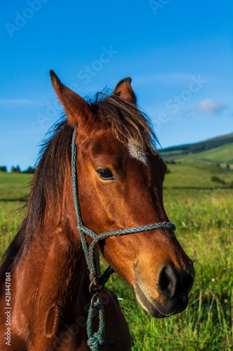 portrait of a horse © ecuadorplanet 
