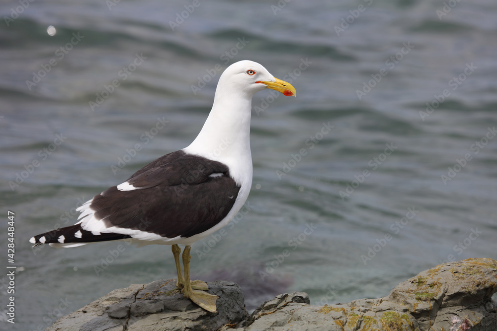 Dominikanermöwe / Southern black-backed gull / Larus dominicanus Dominikanermöwe / Southern black-backed gull / Larus dominicanus
