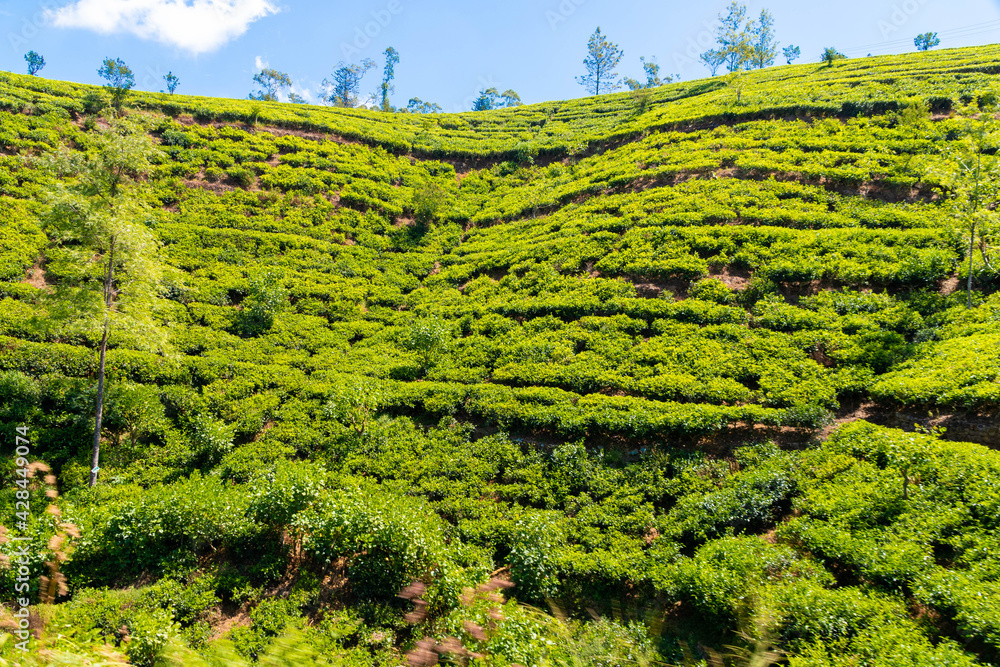 Bahnfahrt von Nuwara Eliya Nanuoya nach Ella die wohl schönste Bahnstrecke der Welt, vorbei an Teefelder und riesige Berge
Bahnfahrt von Nuwara Eliya Nanuoya nach Ella die wohl schönste Bahnstrecke der Welt, vorbei an Teefelder und riesige Berge