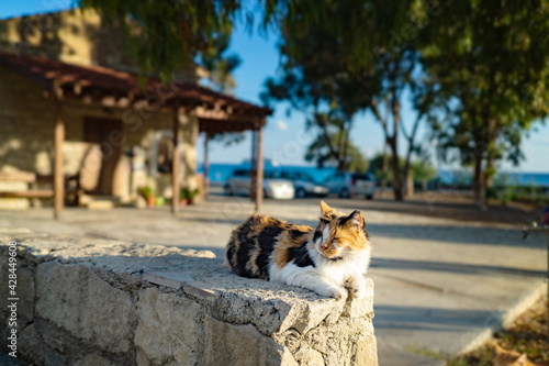 Cats are relaxing at cat sanctuary in Limassol Cyprus