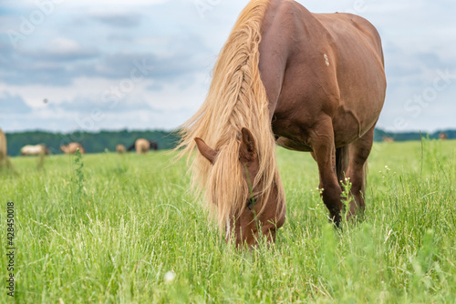 Young beautiful horses graze on the meadow in summer.