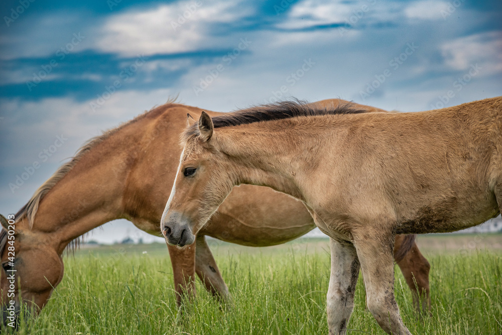 Young beautiful horses graze on the meadow in summer. Young beautiful horses graze on the meadow in summer.