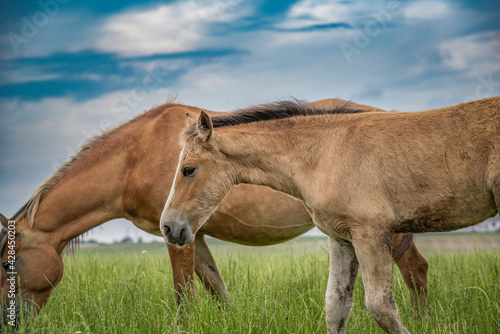 Young beautiful horses graze on the meadow in summer.