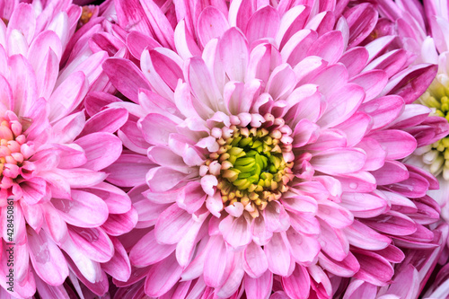 Fototapeta Naklejka Na Ścianę i Meble -  pink aster flower closeup