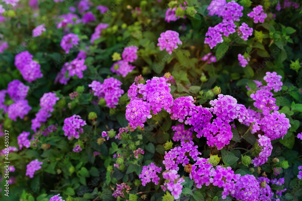 Pink Lantana camara flowers in a garden in the morning. Pink Lantana camara flowers in a garden in the morning.