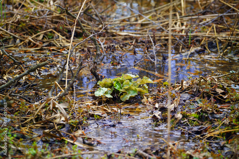 Shallow swamp in spring, dry tree branches, last year's grass. In the center of the photo is a young marsh marigold bush. Caltha palustris - Marsh marigold, Kingcup. Shallow swamp in spring, dry tree branches, last year's grass. In the center of the photo is a young marsh marigold bush. Caltha palustris - Marsh marigold, Kingcup.