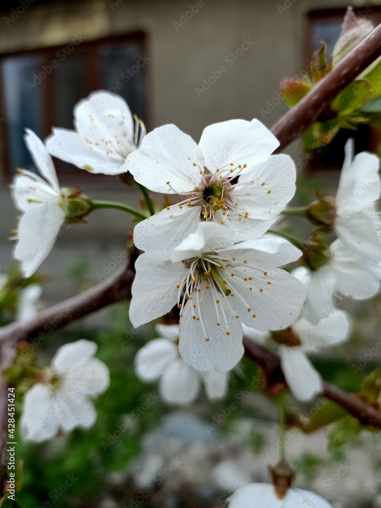 tree blossom tree blossom