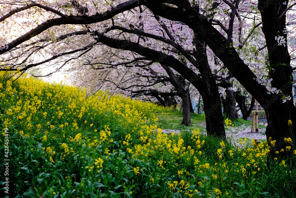 Sakura full blooming in Hanami season in Japan,pink cherry blossom along yellow flowers green field at outdoor park along the street. Sakura full blooming in Hanami season in Japan,pink cherry blossom along yellow flowers green field at outdoor park along the street.