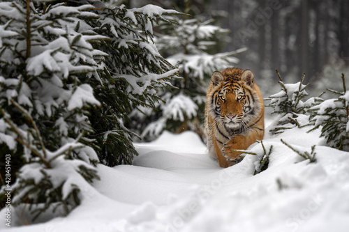 A tiger in the forest enjoys the fresh snow.