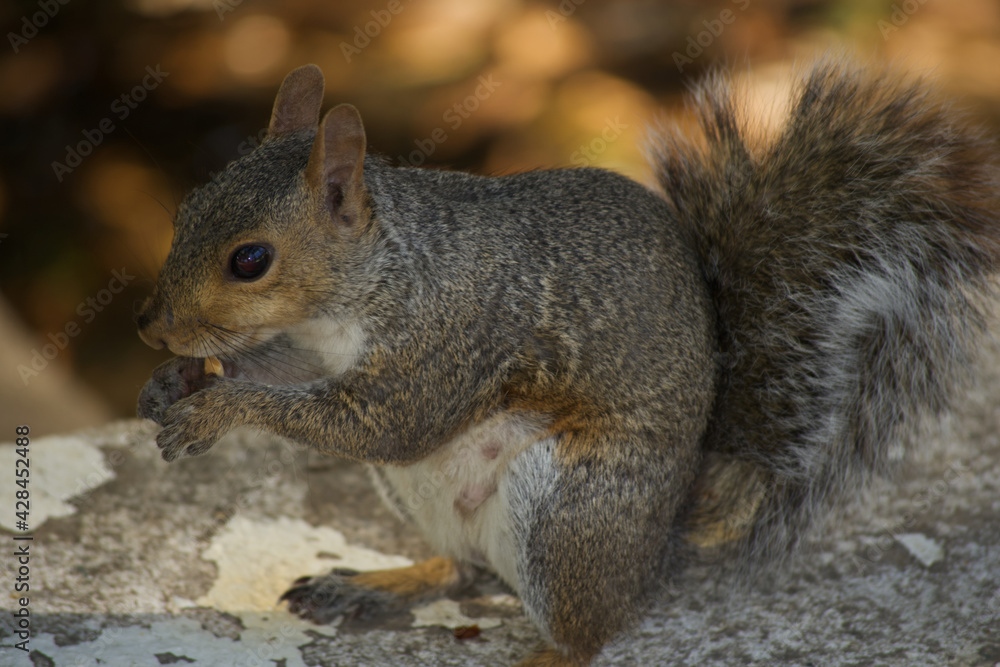 Squirrel Feeds Herself In The Middle Of A Park. Squirrel Feeds Herself In The Middle Of A Park.
