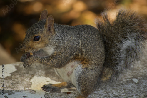 Squirrel Feeds Herself In The Middle Of A Park.