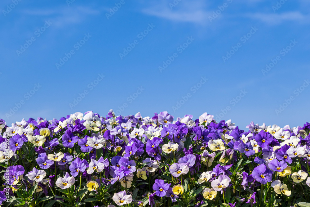 Naklejka premium パンジーと青空