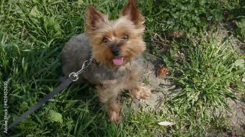 Cute yorkshire terrier sitting on green grass, sticks out tongue and looks around, 4K, high angle photo