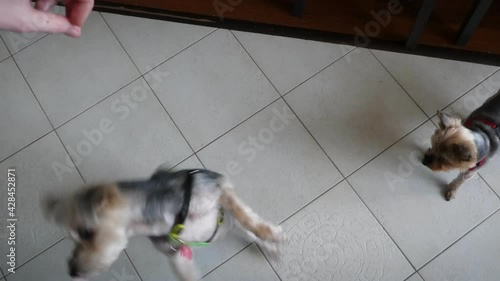 Adorable yorkshire terrier and morkie waiting for food in kitchen, catching a piece of meat, 4K detail photo