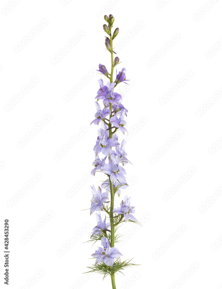  Light  lilac flower of Delphinium isolated on white background.