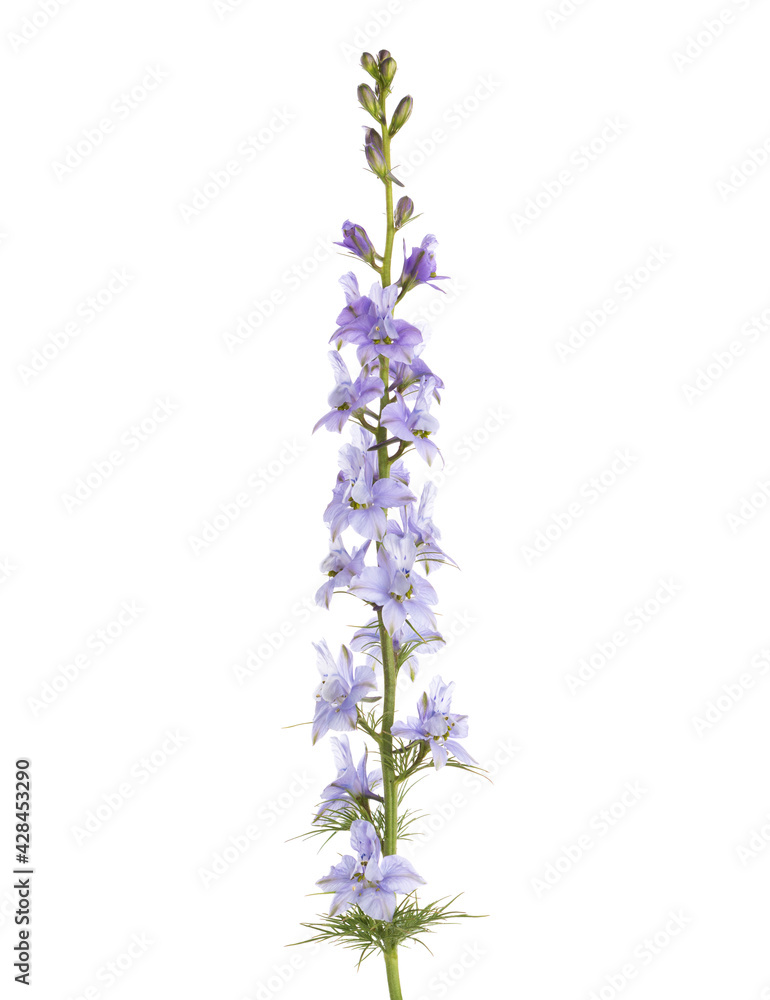 Obraz premium Light lilac flower of Delphinium isolated on white background.