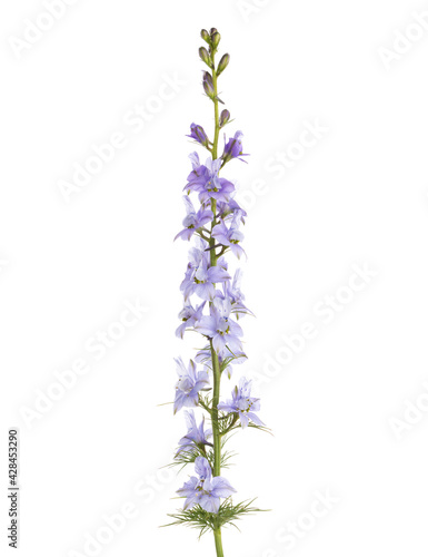  Light  lilac flower of Delphinium isolated on white background.