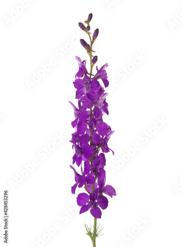 Violet flower of Delphinium isolated on white background.