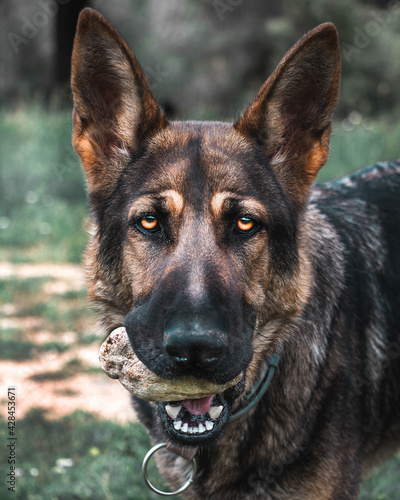 german shepherd dog