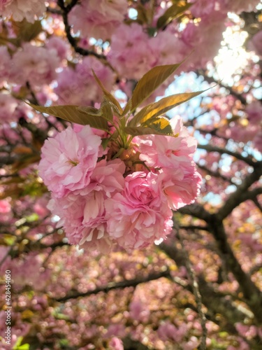 Flowering Cherry Blossom4
