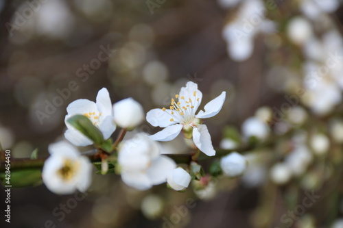 Zauberhafte weiße Blüten am Baum im Frühling