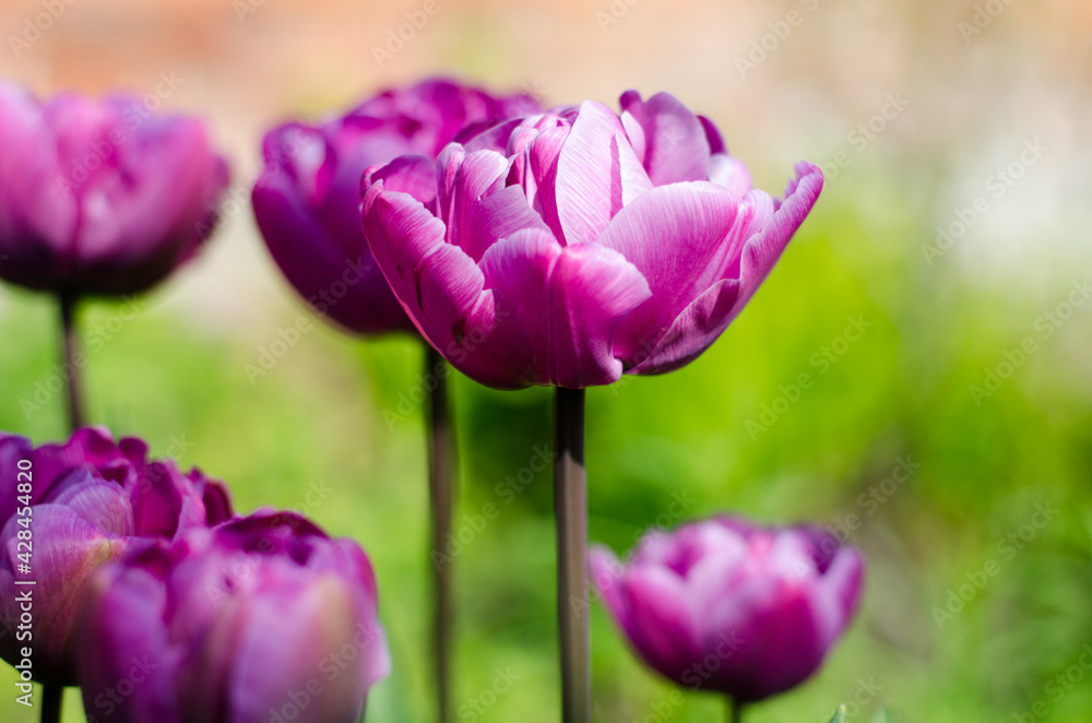 pink tulips in the garden pink tulips in the garden
