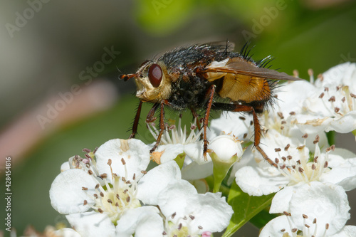 Fly (Tachina fera) on flowers - South of France