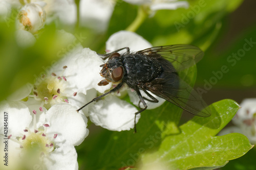 Orange-bearded blue bottle (Calliphora vomitoria) on flowers photo