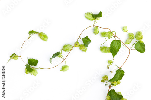 Hopfenranke vor weissem Hintergrund