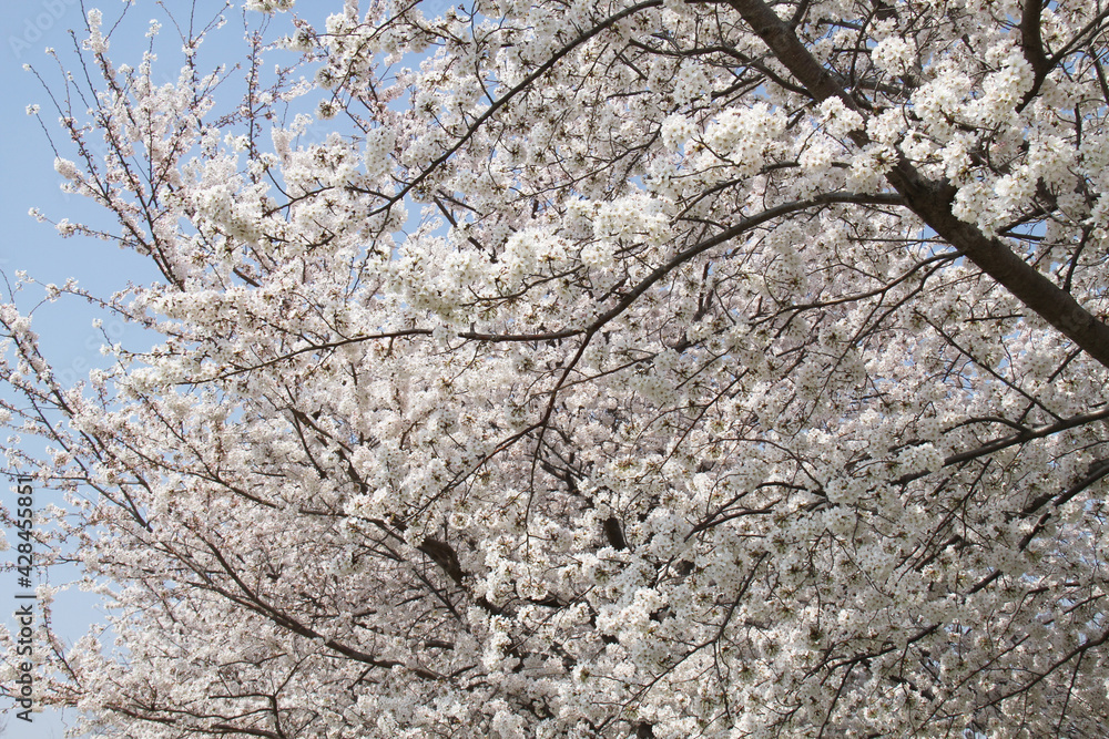 満開の桜 満開の桜