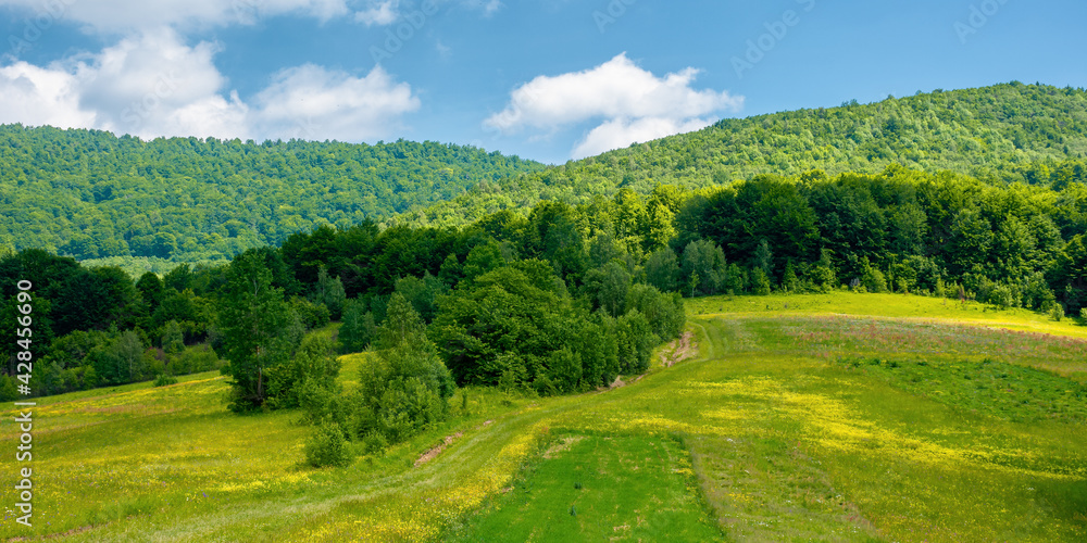 rural landscape with field and pasture on the hill. beautiful countryside scenery in mountains. sunny summer weather with fluffy clouds on the sky