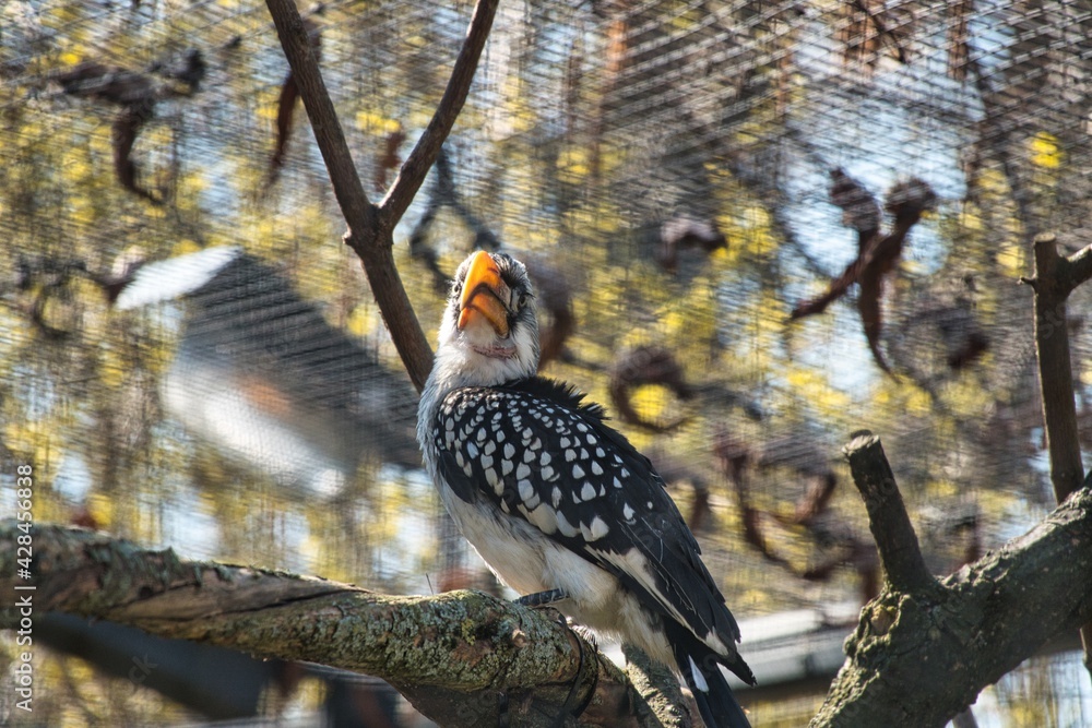 Vogel Vogel