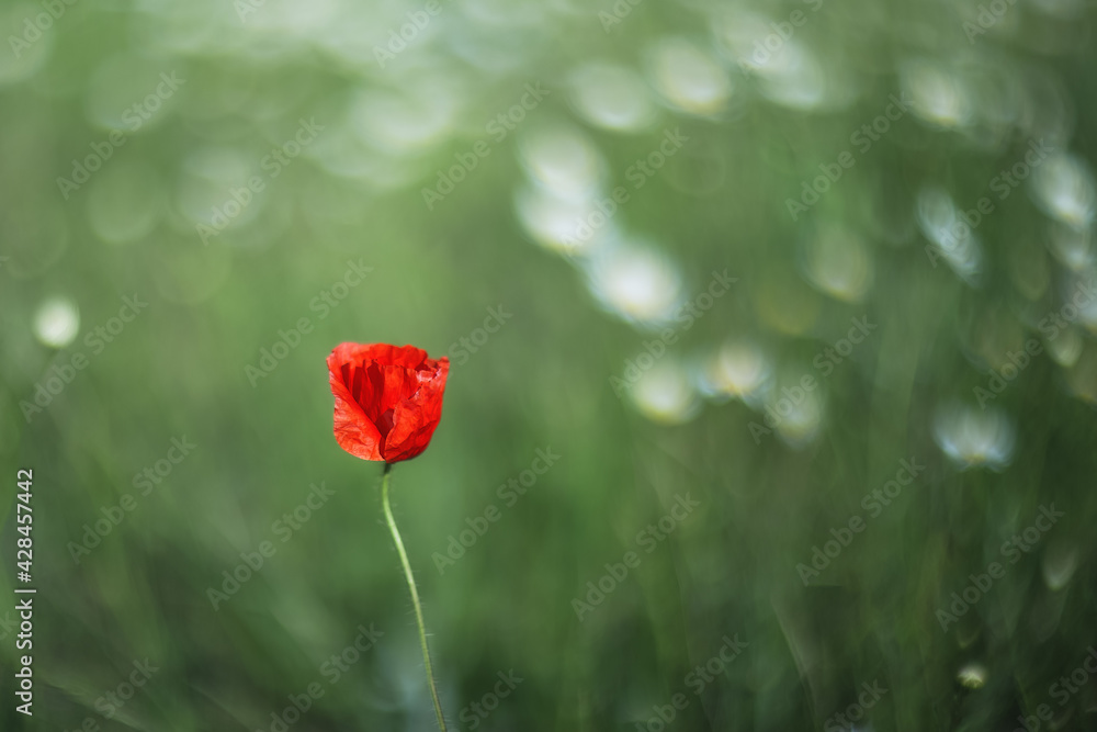 Obraz premium Spring background flowers. Red poppy close-up on a blurry green background with copy space.