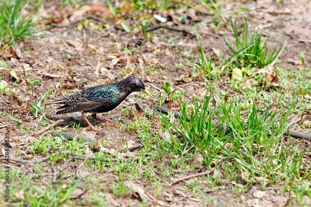 A starling with a beautiful spotted blue-green plumage in a spring meadow with sprouting green grass. A starling with a beautiful spotted blue-green plumage in a spring meadow with sprouting green grass.