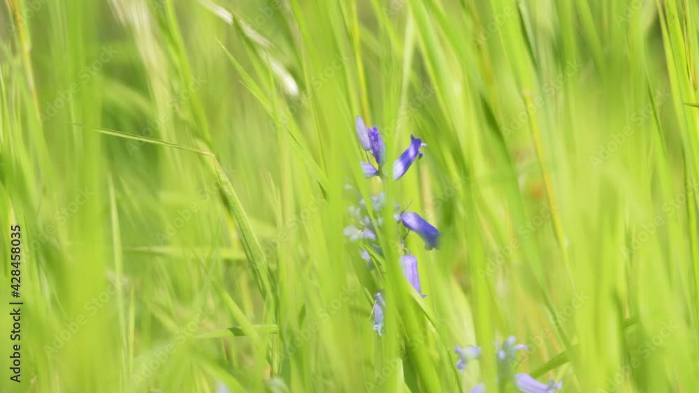 Gros plan sur une jacinthe des bois bleu au milieu de brins d'herbes - focus sur une fleur - arrière-plan naturel et végétal - flou et bokeh Gros plan sur une jacinthe des bois bleu au milieu de brins d'herbes - focus sur une fleur - arrière-plan naturel et végétal - flou et bokeh