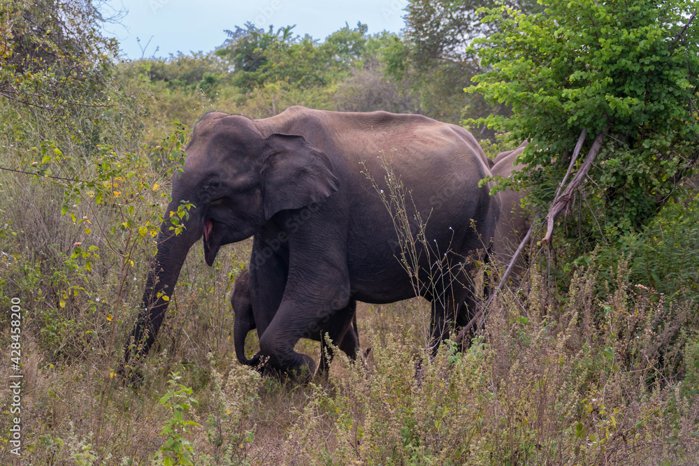 Fototapeta premium wilde Elefanten auf Sri Lanka