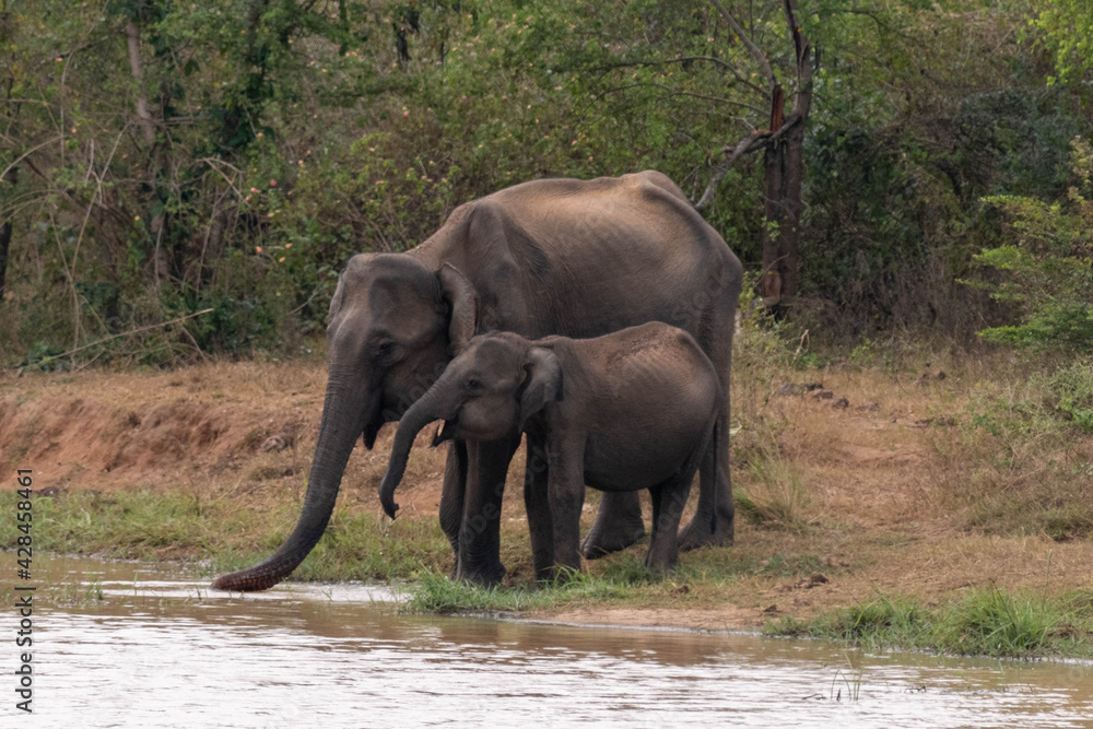wilde Elefanten auf Sri Lanka wilde Elefanten auf Sri Lanka