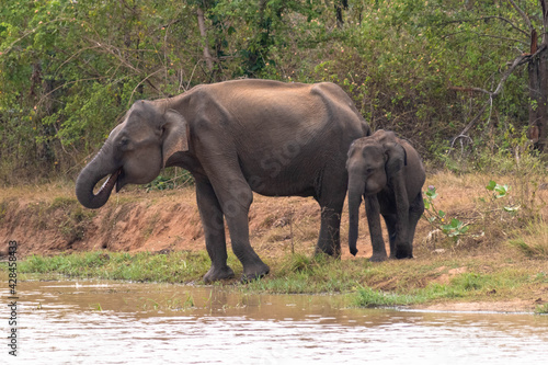 wilde Elefanten auf Sri Lanka