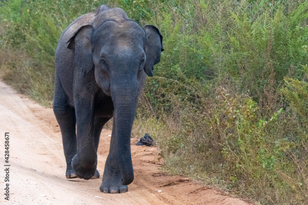 wilde Elefanten auf Sri Lanka