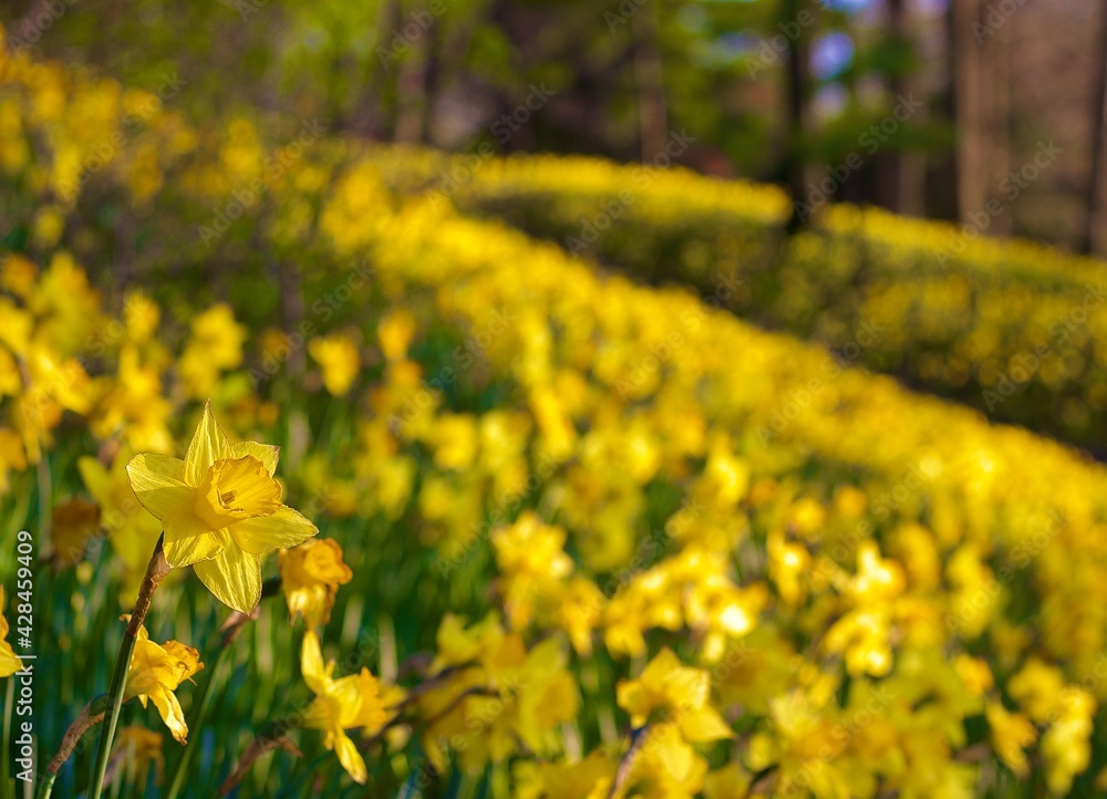 Daffodil Daffodil