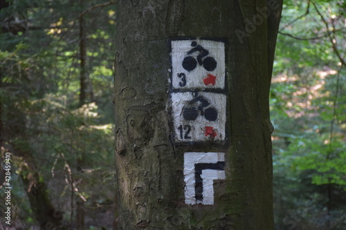 drzewo z oznaczonymi trasami dla rowerów