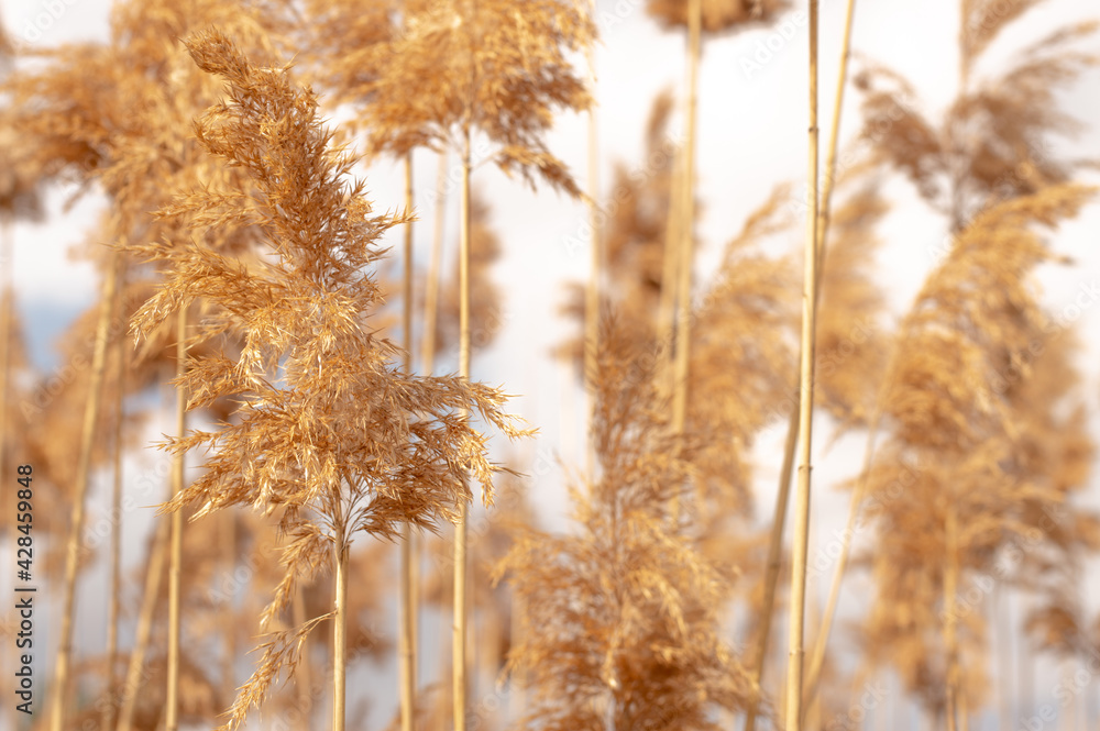 Fototapeta premium Blurred image of reed inflorescences and stems against a gray cloudy sky.