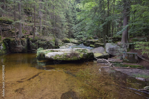 Malowniczy las i potok, który płynie przez gęstwinę