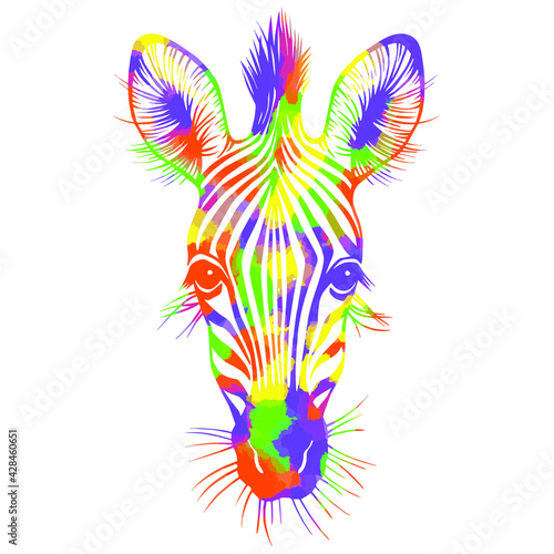 Hand drawn colorful vector portrait of zebra  isolated on white background. Stock illustration of wild Africa animal.